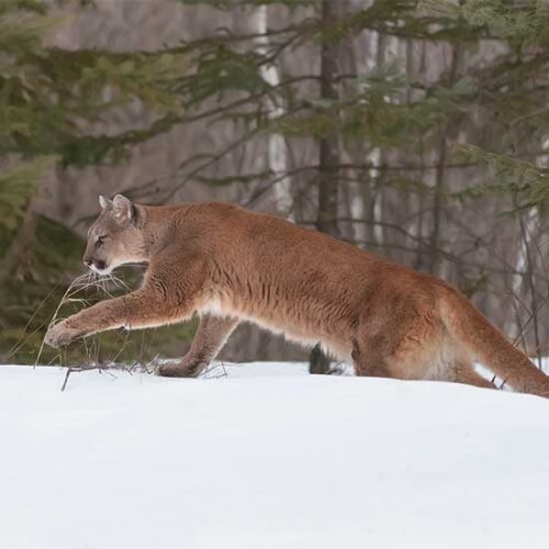 A Profile of the Mountain Lion